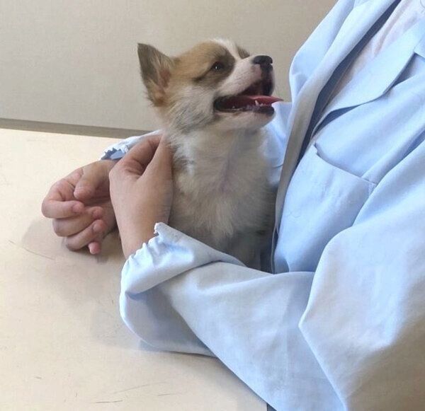 これから注射を打たれるとまったく思っていない、くるみちゃん