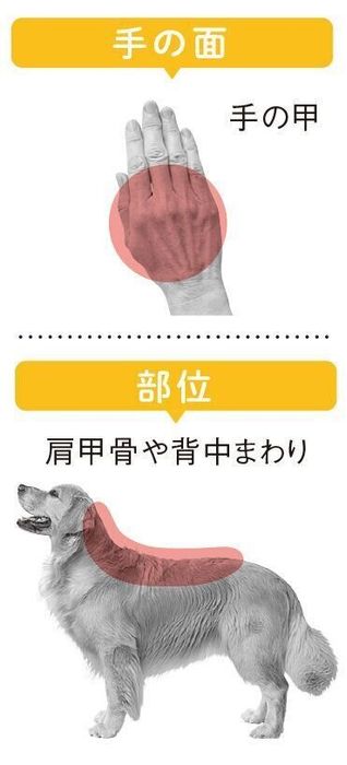 犬が”とろける”なで方があるの?「興奮を静める」「不安を取り除く」犬のなで方も|いぬのきもちWEB MAGAZINE