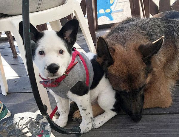 シェパードと犬