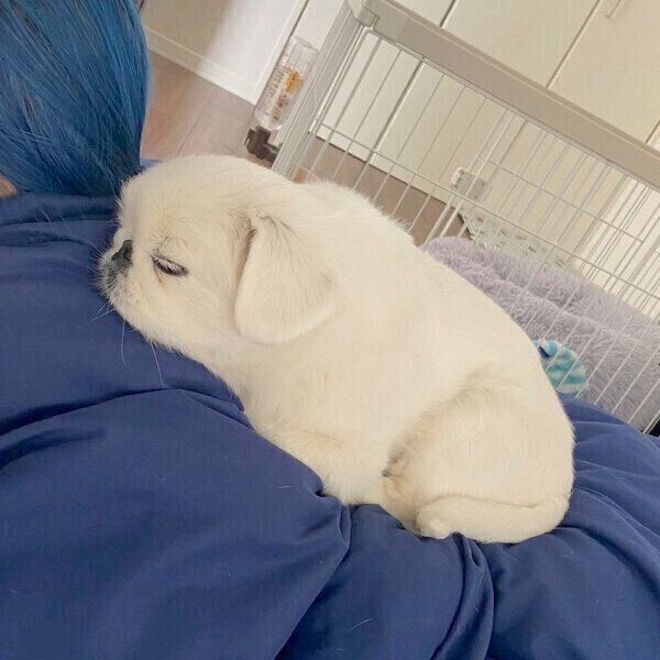 飼い主さんの背中に乗るもっちくん