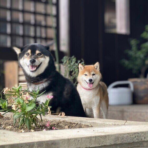 犬が飼い主の心配をするってホント？ 愛犬が気遣ってくれている時のサイン いぬのきもち