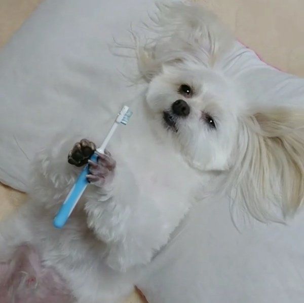 歯磨きをしながら眠気と闘うチワマル