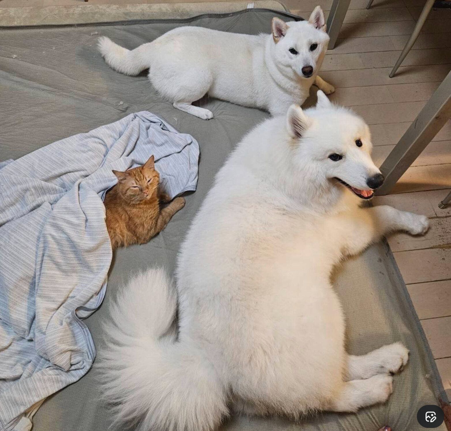 仲良しな3匹