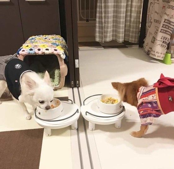 チワワのごはん