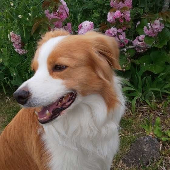 ボーダーコリーのバディーくん