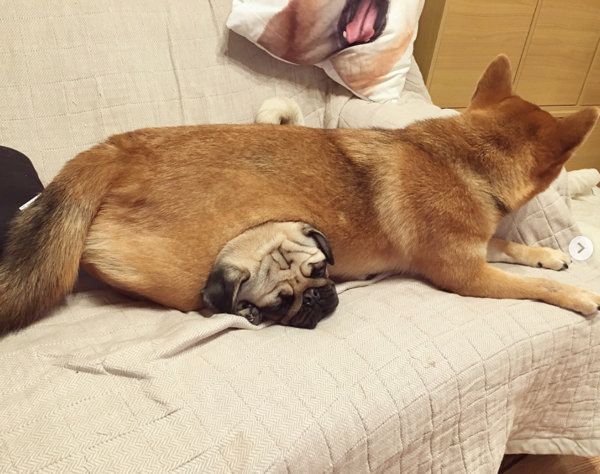 柴犬の下敷きになるパグ