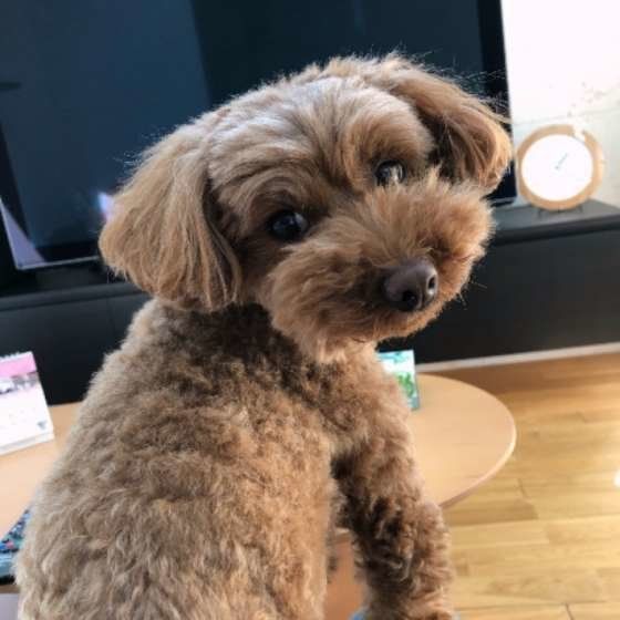 トイ・プードルのもこちゃん