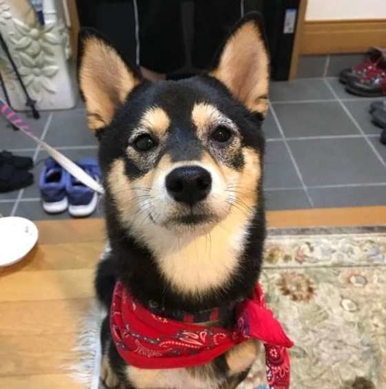 柴犬のあずきちゃん、玄関でにっこり♪