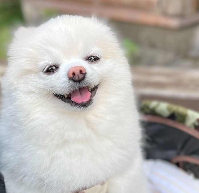 休日を満喫するぽんちゃん