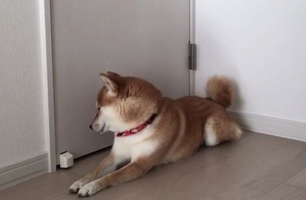 パパさんのことが大好きな柴犬