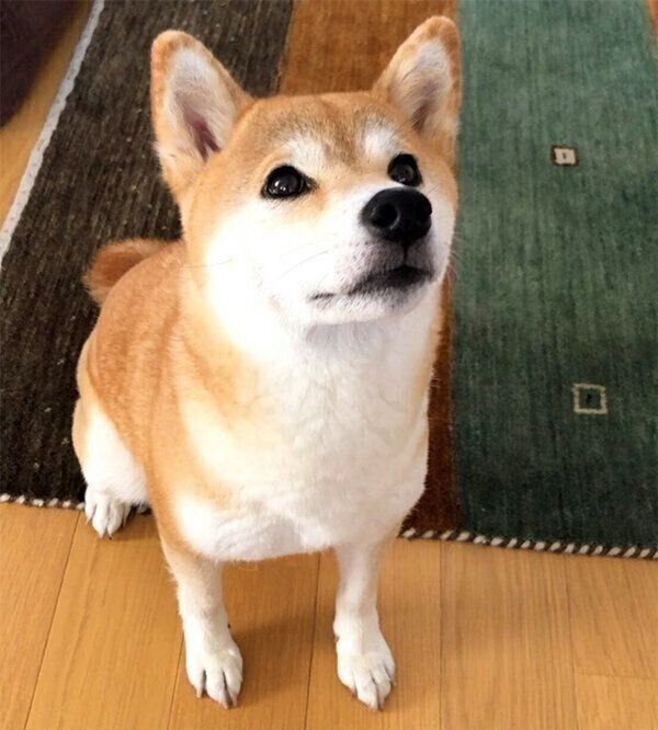 見上げるももちゃん
