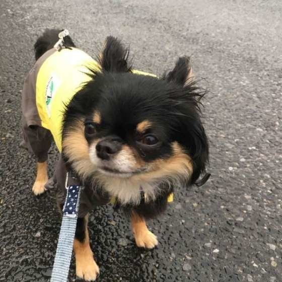 レインコートを着るチワワ