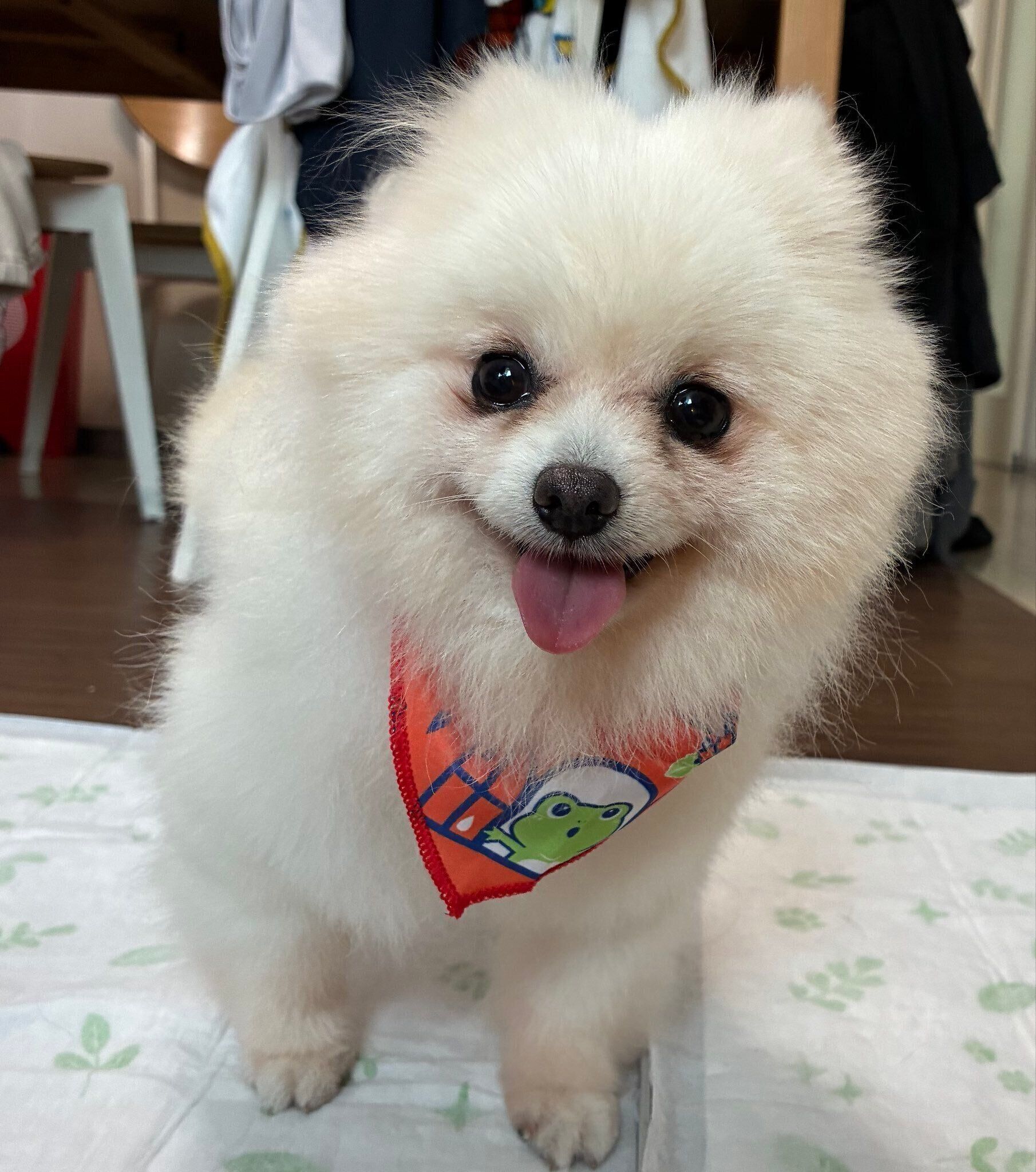 シャンプーをしてニコニコの表情を浮かべるコメちゃん