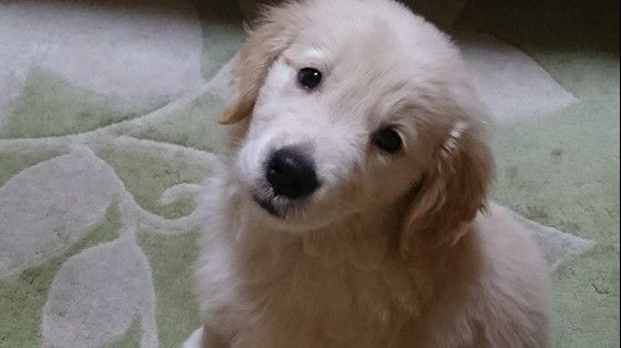 ゴールデン レトリーバーとラブラドール レトリーバーの3つの違い いぬのきもちweb Magazine