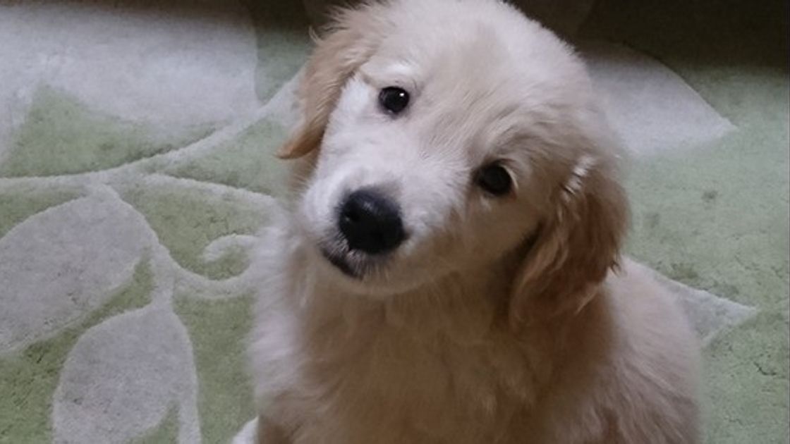 ゴールデン レトリーバーとラブラドール レトリーバーの3つの違い いぬのきもちweb Magazine ゴールデン レトリーバーとラブラドール レトリーバーの3つの違い いぬのきもちweb Magazine