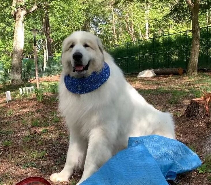 ブルーシートと犬