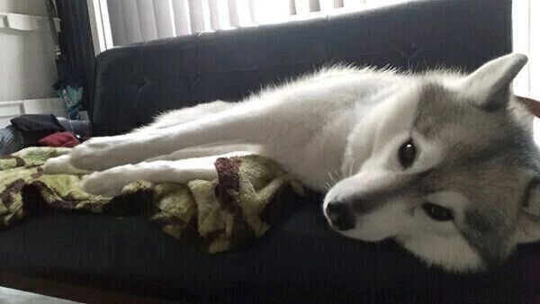 くつろぐほづみちゃん