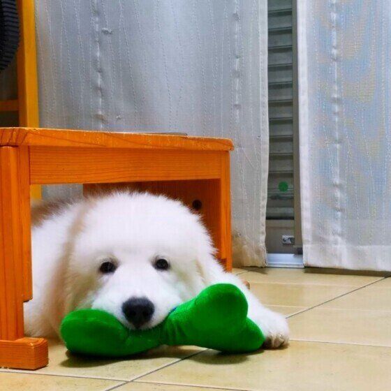 おもちゃを咥えるグレート・ピレニーズ