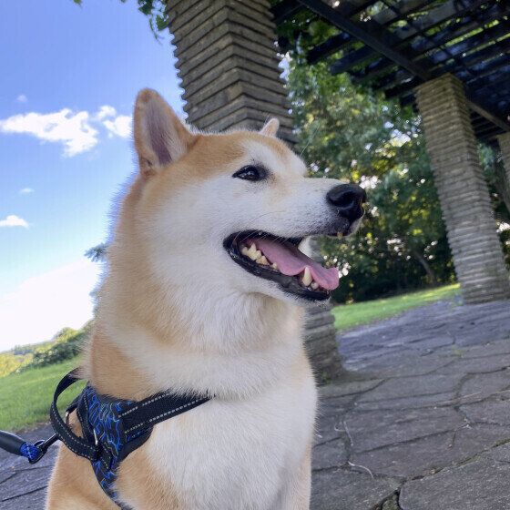 散歩中の柴犬