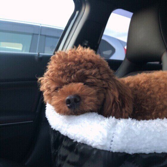 トイ・プードルのぽちゃちゃん