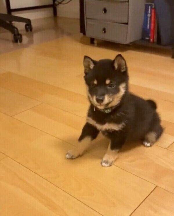 後ろに下がりながらフセをするごまちゃん