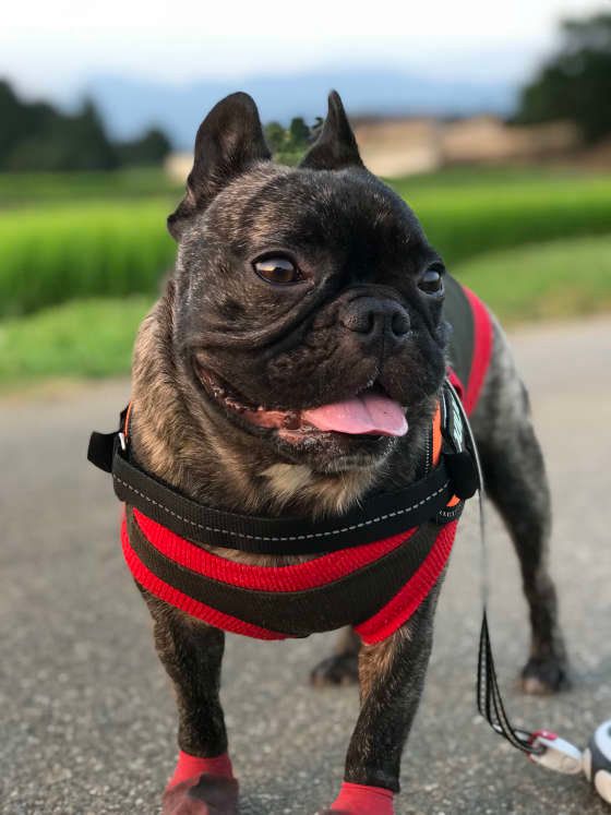 フレンチ・ブルドッグの岳くん