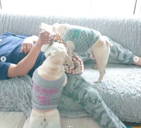 毛布で遊ぶフレンチ・ブルドッグ