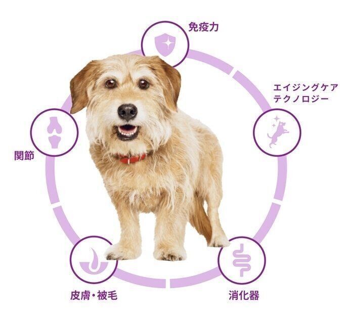 シニア期に食事でケアするポイント