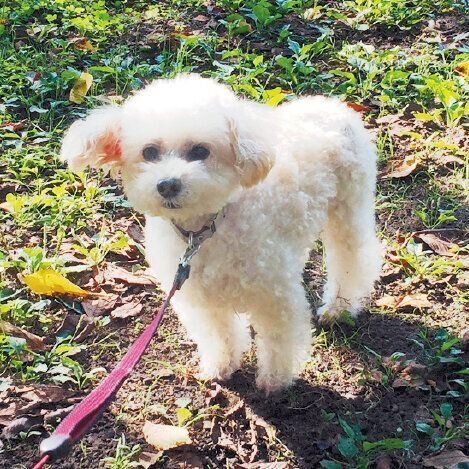 シニア期に入る前、Tさんご夫妻と近くの公園に行ったとき。長距離を歩くのが大好きだったフォアちゃん