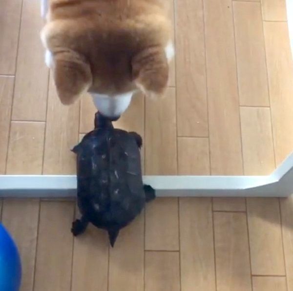 カメを応援する柴犬