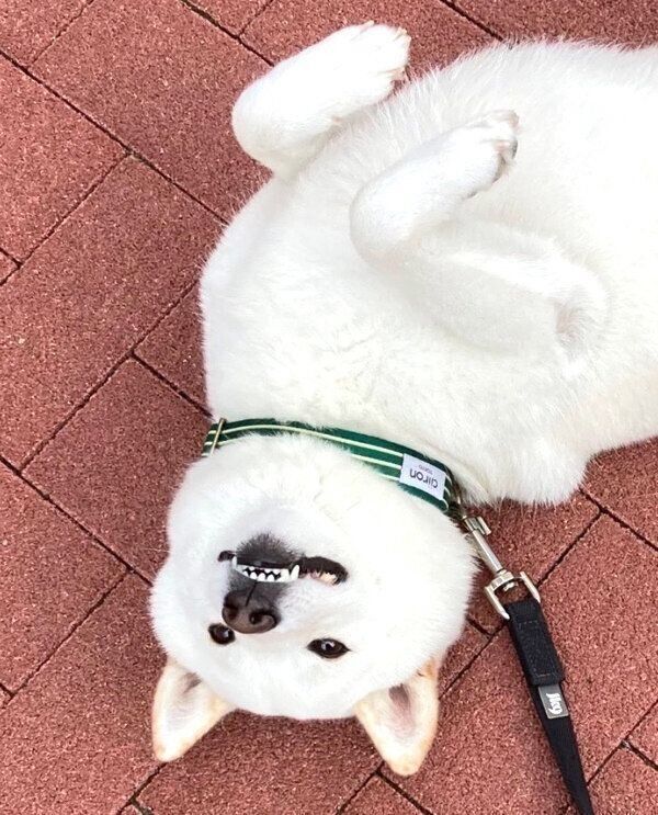 お散歩拒否するゆきみちゃん