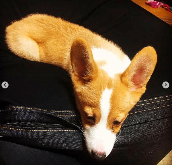 ソファで眠るコーギー