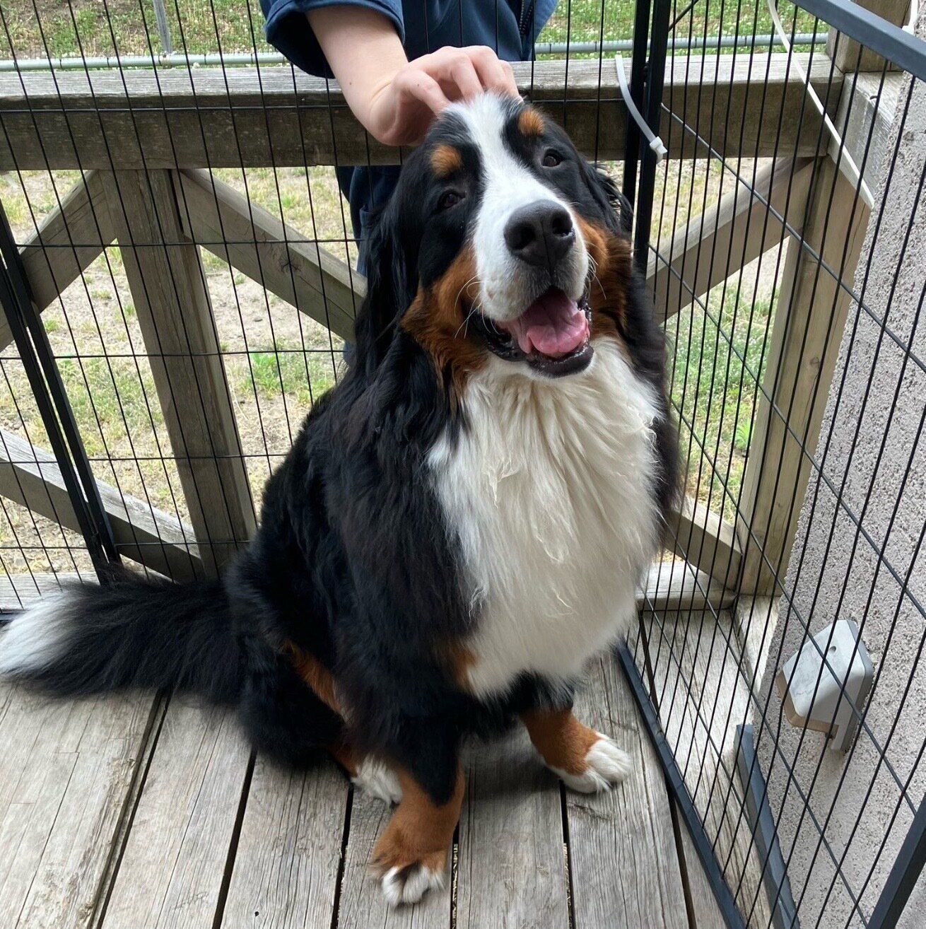 笑顔が可愛いボスくん