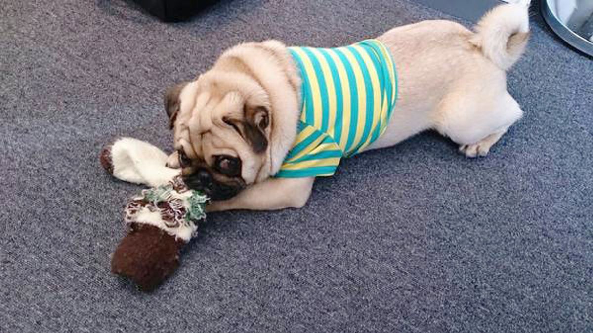 乾いたミミズ ゴミ 犬は 臭いものほど好き ってホント いぬのきもちweb Magazine 乾いたミミズ ゴミ 犬は 臭いものほど好き ってホント いぬのきもちweb Magazine