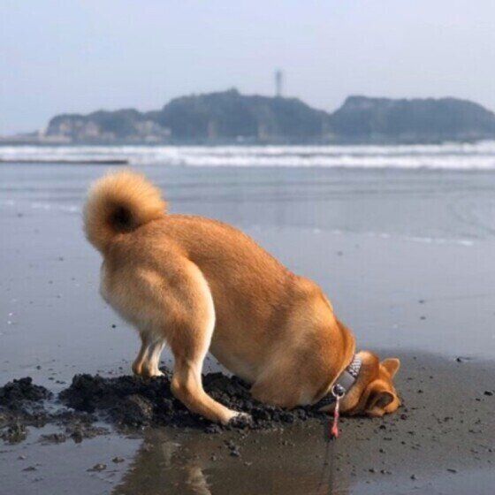 犬は前足をどのように使っている？ 犬の前足の役割とは いぬのきもち