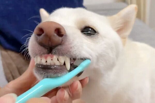 おやつのために歯磨きをするほあちゃん