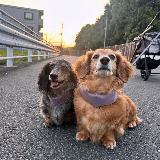仲良くお散歩中のワンちゃんたち