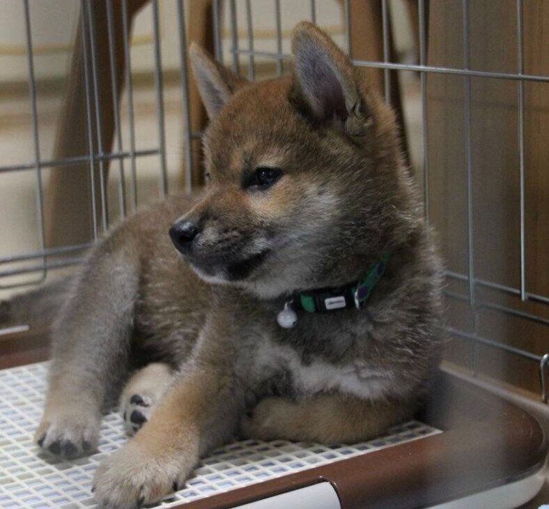 生後約3カ月のふうたくん
