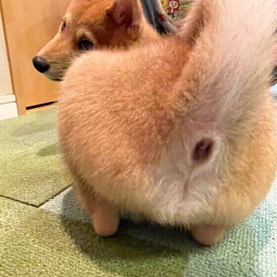 おしりを向ける柴犬