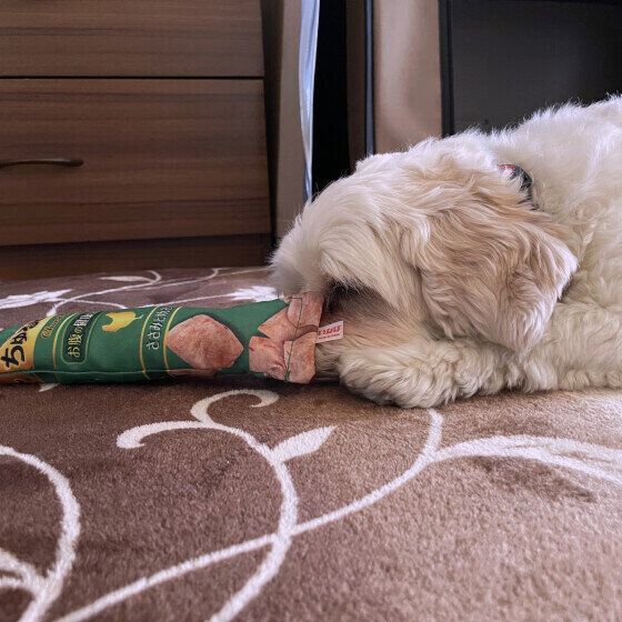 Ｍｉｘ（雑種）小型犬　オモチャといっしょに寝ちゃった