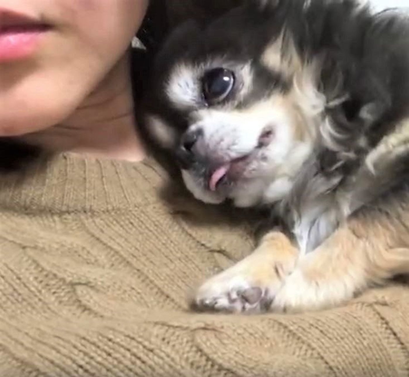 上目遣いが女子みたい 甘えん坊なチワワの添い寝にキュン W いぬのきもちweb Magazine 上目遣いが女子みたい 甘えん坊なチワワの添い寝にキュン W いぬのきもちweb Magazine