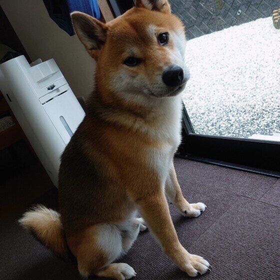 はち  柴 雨でお庭に出られない