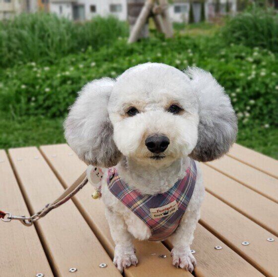 犬の雨の日グッズは必要？レインコートを嫌がる場合は？「雨の日散歩」の考え方  いぬのきもち