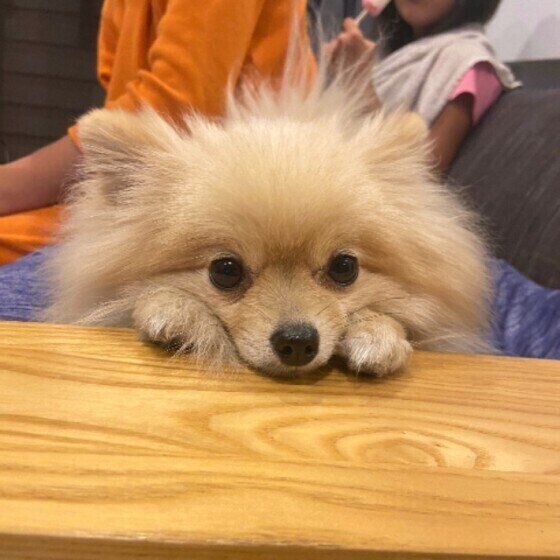 見つめるポメラニアン