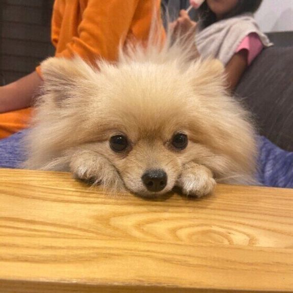 見つめるポメラニアン