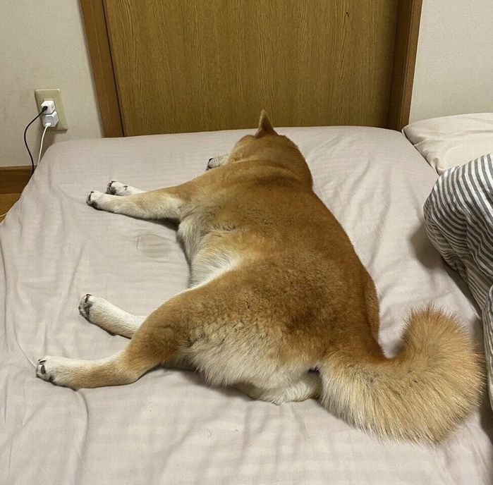 飼い主さんの布団で眠るりんちゃん