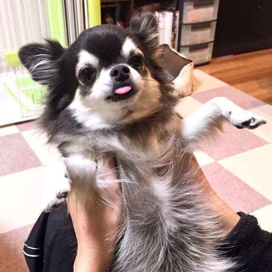 チワワのルナちゃん