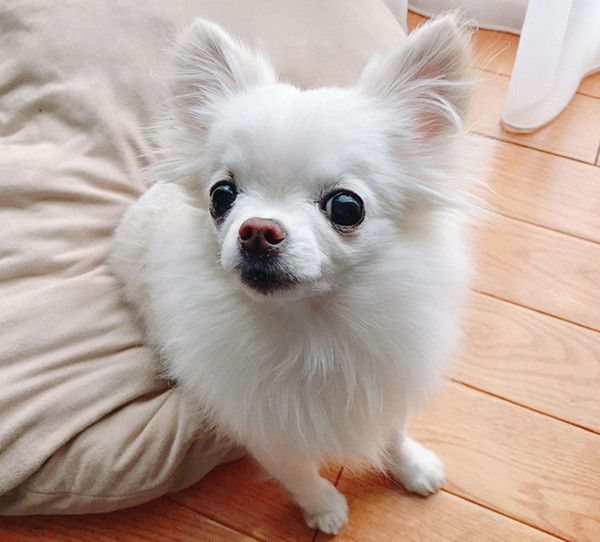 見つめるチワワ