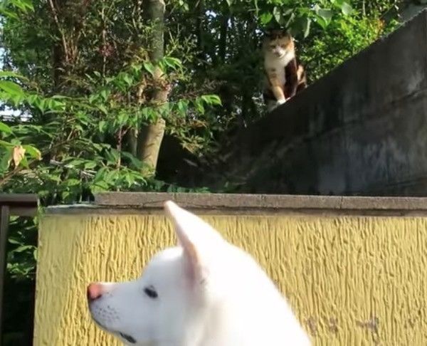 猫先輩に遭遇したワンコ