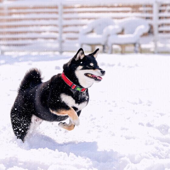 雪のドッグランを楽しむ柴犬